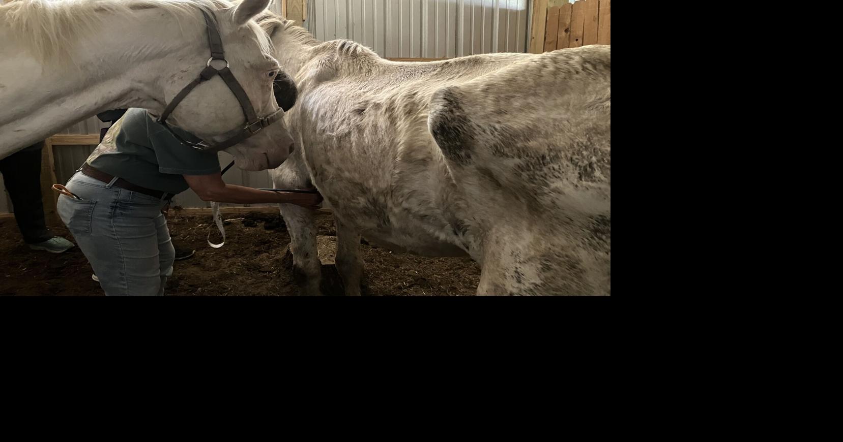Two people arrested on animal cruelty charges in Walker Co. after ...