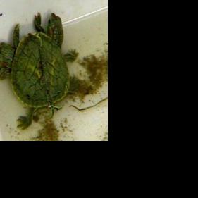 Double Turtle | | local3news.com
