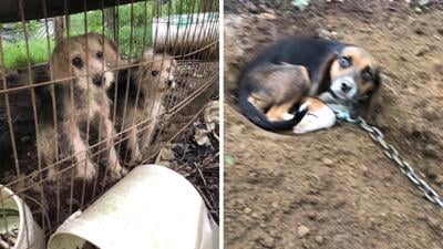UPDATE: 166 dogs and more than 40 cats recovered in animal hoarding ...