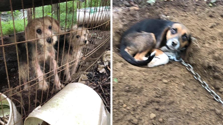 UPDATE: 166 dogs and more than 40 cats recovered in animal hoarding ...