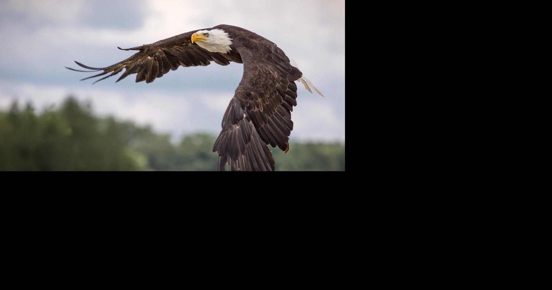 Lake County man convicted and sentenced for illegal take of a bald