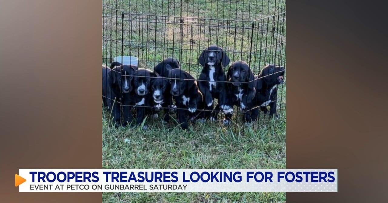 Troopers Treasures in search for foster families in the Tennessee Valley - Vimarsana News