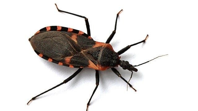 Bug kissing Chagas disease