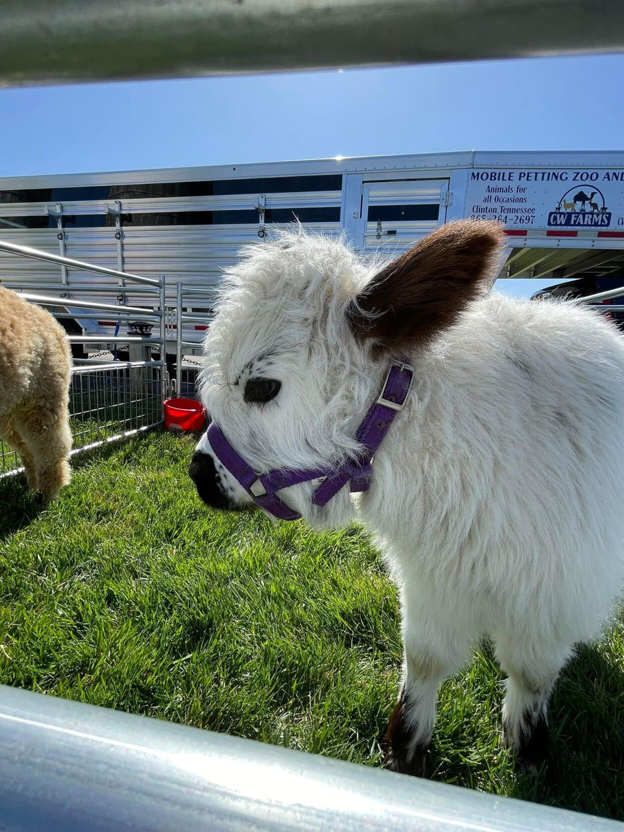 Chattanooga Bacon Festival set for May 67 at Camp Jordan Local News
