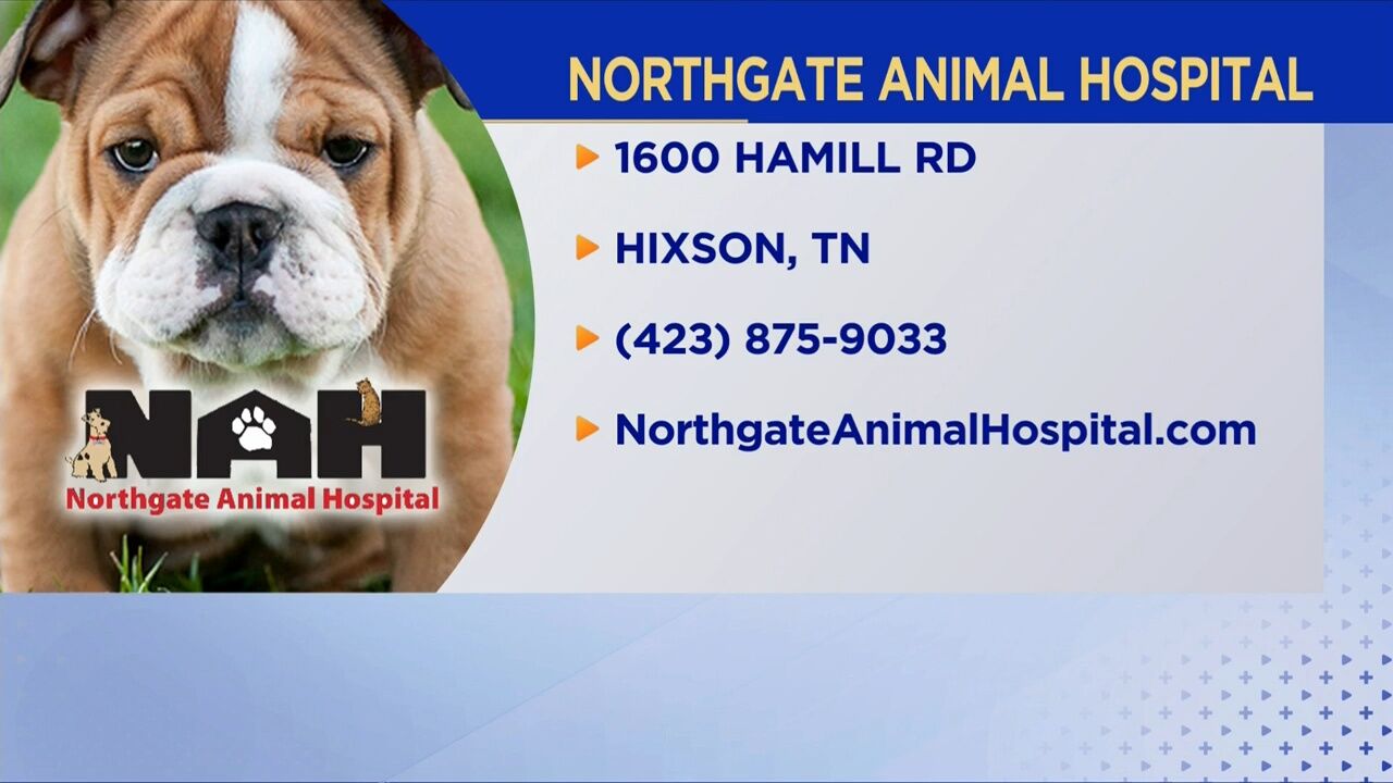3 Plus Your Pets- Northgate Animal Hospital | Local 3 Plus You |  