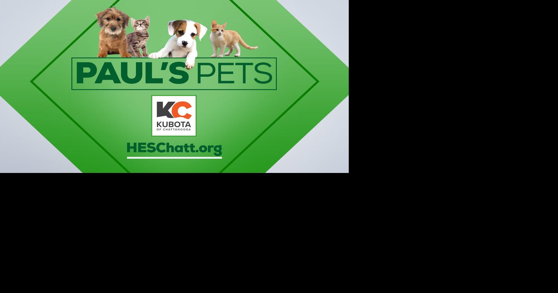 PAUL'S PETS: Brothers Chestnut & Sorrell up for adoption at ...