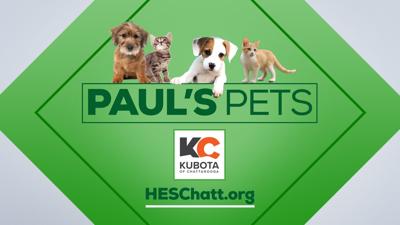 PAUL'S PETS: Brothers Chestnut & Sorrell up for adoption at ...