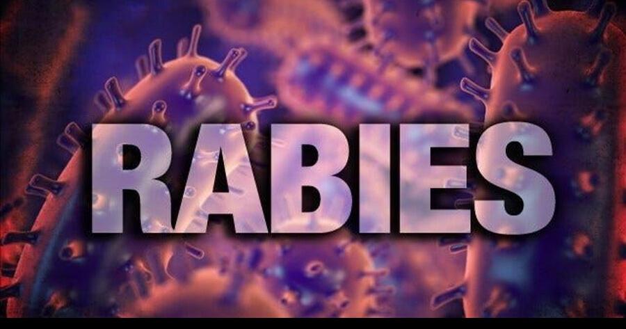 Beberapa orang dirawat karena rabies di Kabupaten Gwinnett setelah digigit kucing gila |  Georgia