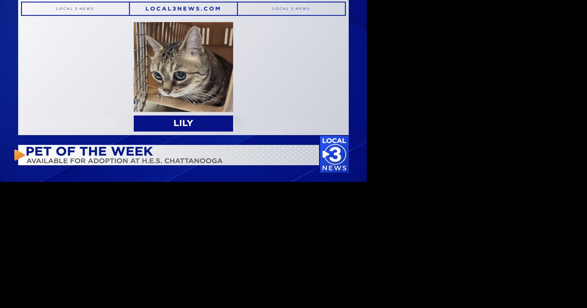 Lily the cat up for adoption at Humane Educational Society of Chattanooga