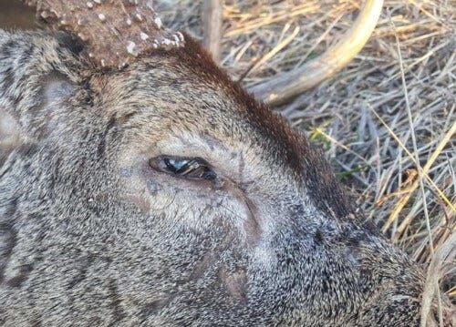 whitetail deer eyes