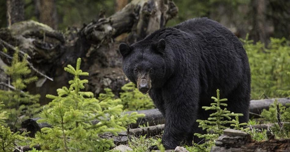 When and how to report a bear sighting in Tennessee - Vimarsana News