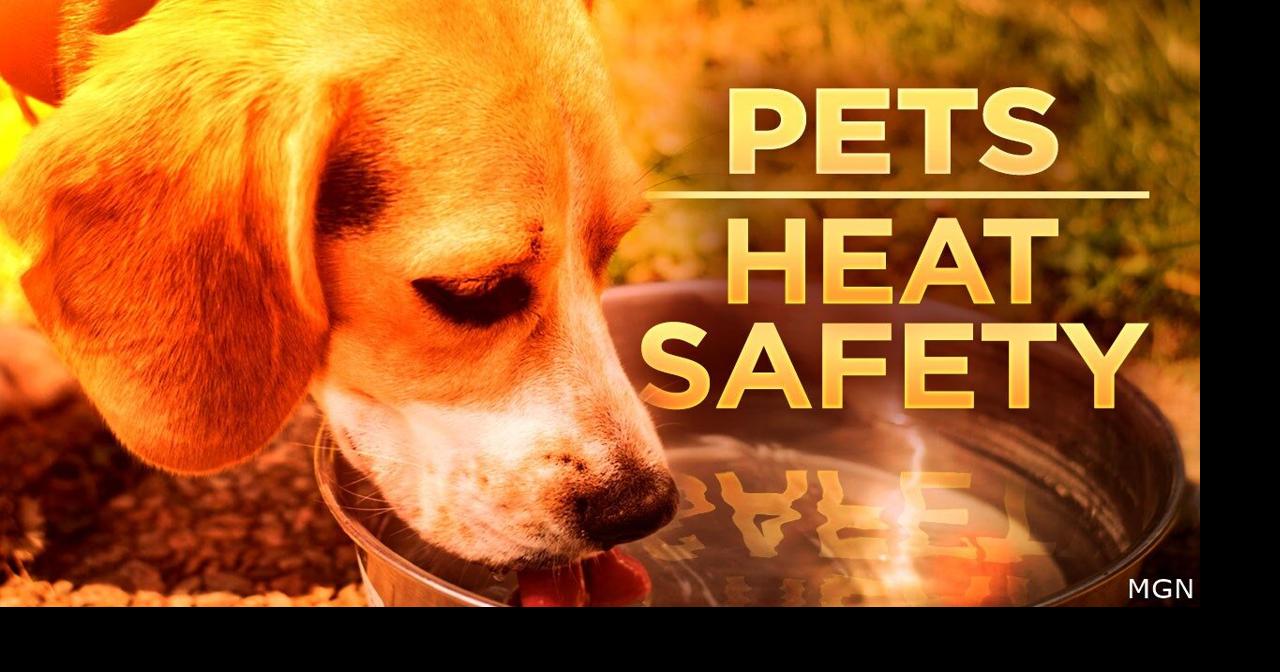 Keeping pets safe during heat and 4th of July