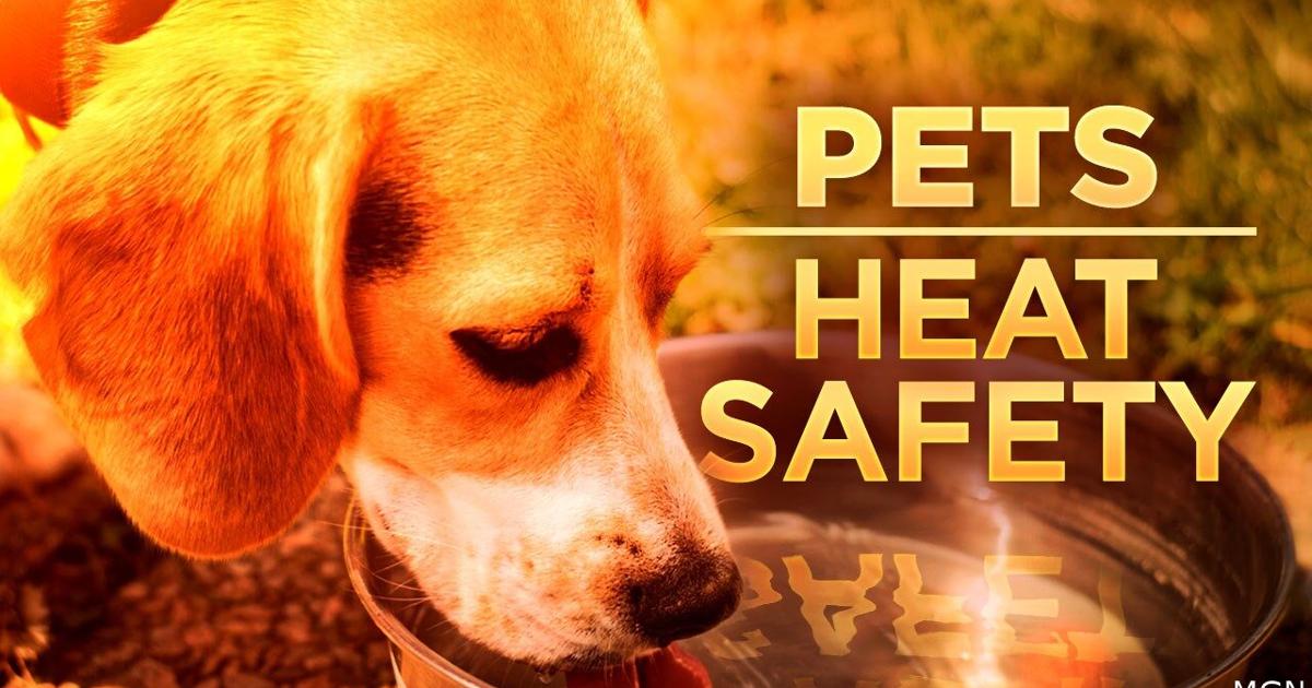 Keeping pets safe during heat and 4th of July