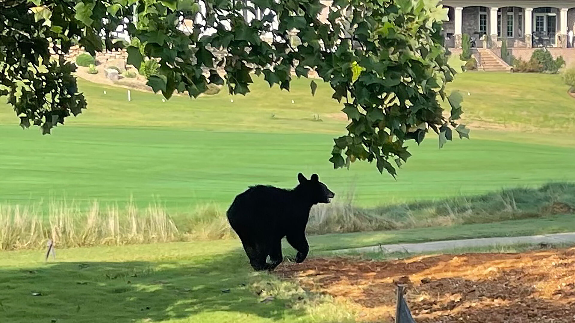 Bear spotted on Council Fire golf course; another in