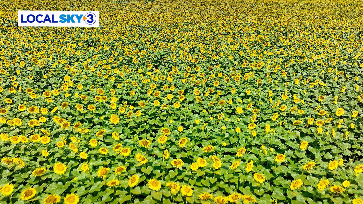 Picture perfect opportunity Sunflowers are blooming at Ooltewah’s