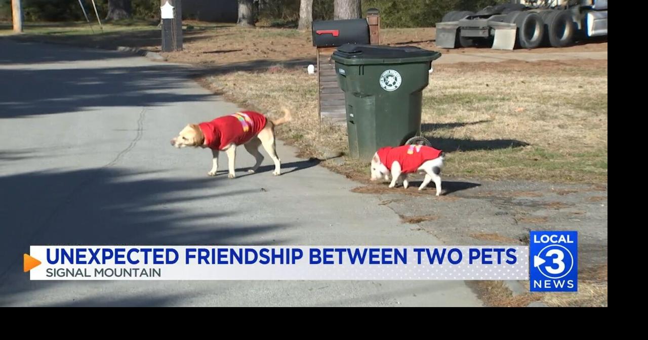 'DYNAMIC DUO': Unexpected pet pair on Signal Mtn. become best friends ...