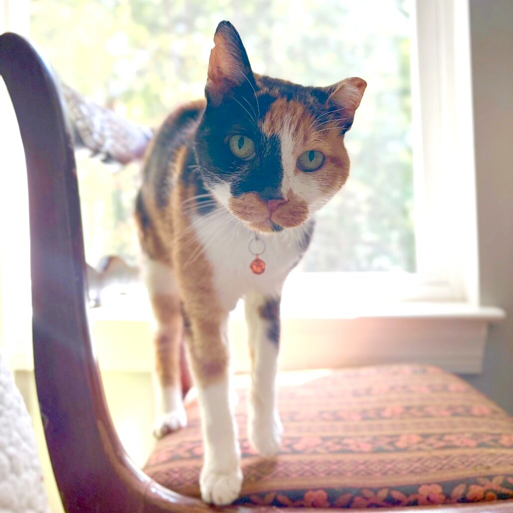 Kitty | | local3news.com