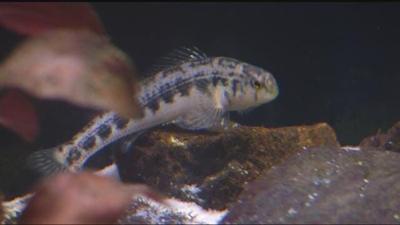 Local trispot darter fish formally recognized as a threatened species