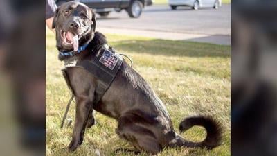 Meet the porn-sniffing dog that helped bring down Subway star ...