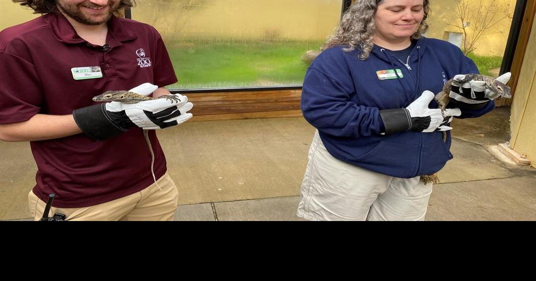 Life finds a way Komodo dragons at Chattanooga Zoo born without mating