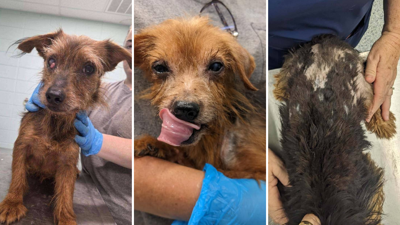 40 Small-Breed Dogs Rescued from Animal Hoarding Case | Local News ...