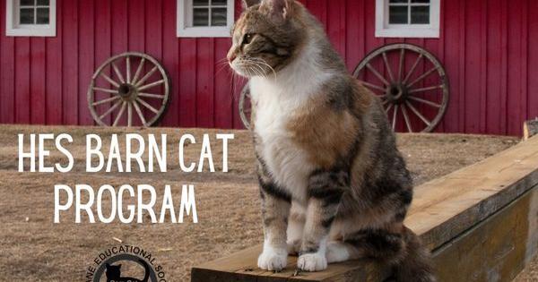 HES Barn Cat Program helping find homes for community cats; seeking ...