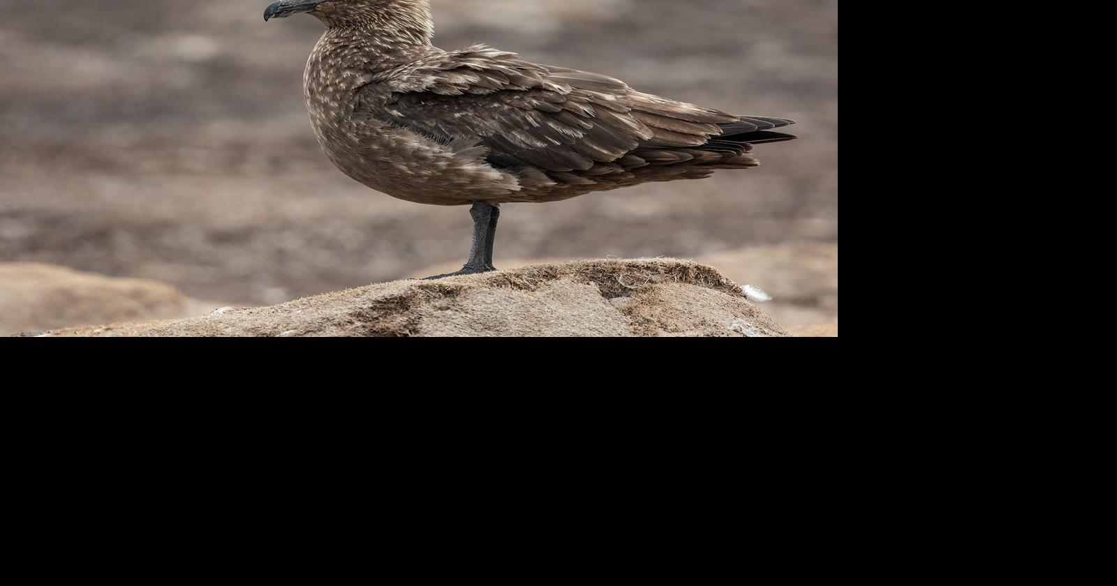 Bird flu detected in Antarctic for the first time, British Antarctic ...