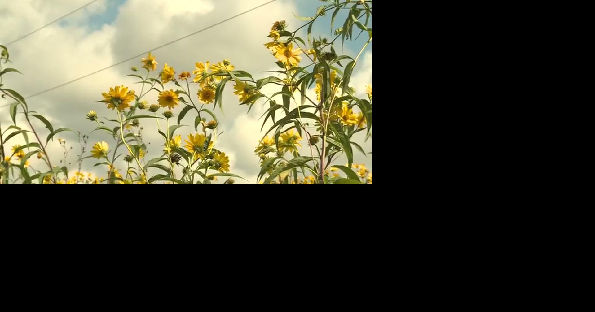RAW: WI: TINY TRACKERS HELP TRACE MONARCH MIGRATION