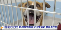 Mckamey adoption cheap