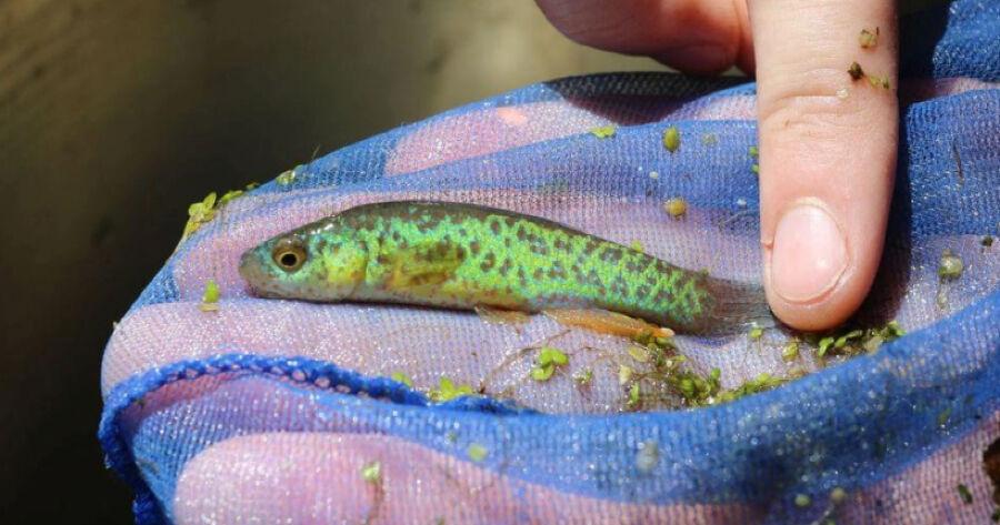 Drought conditions impacting some of the nation's most endangered fish ...