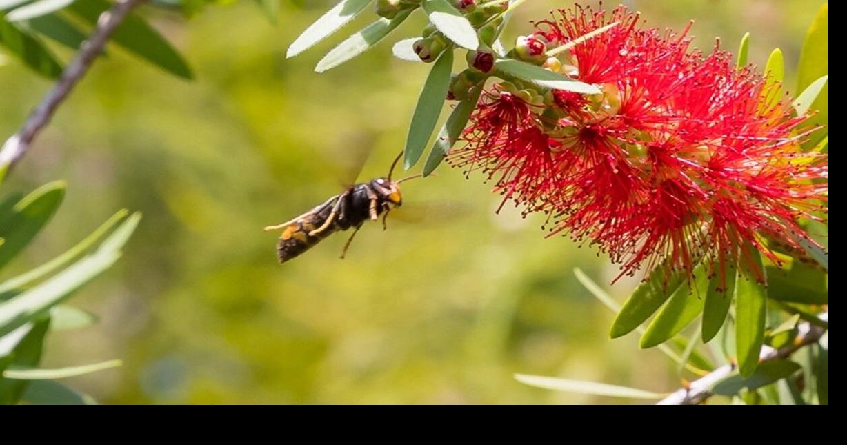 UPDATE: GA residents warned invasive yellow-legged hornets continue to spread