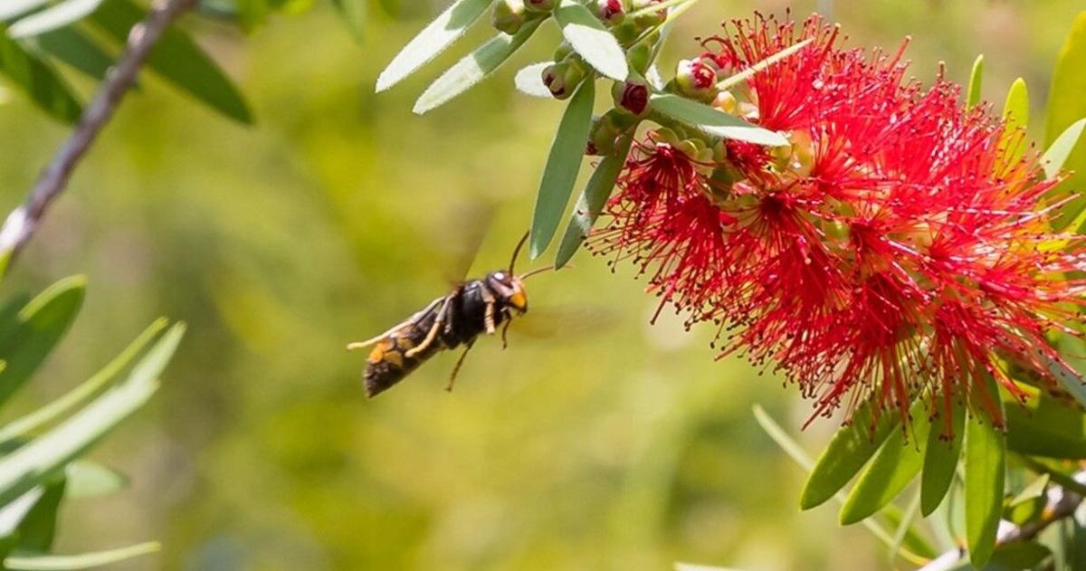 UPDATE: GA residents warned invasive yellow-legged hornets continue to spread