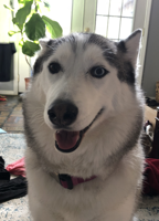 How to keep your pet calm during fireworks