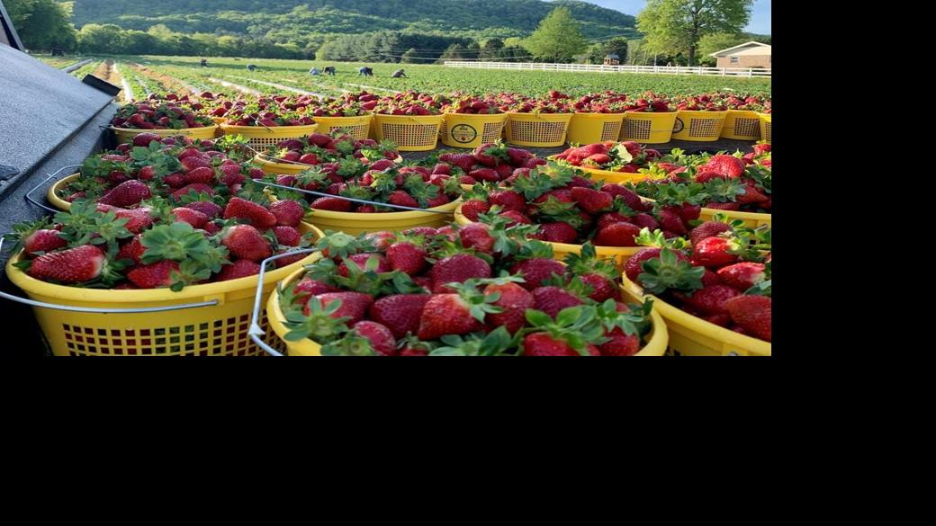 How the extreme drought has affected Smith-Perry Berries | Local News ...