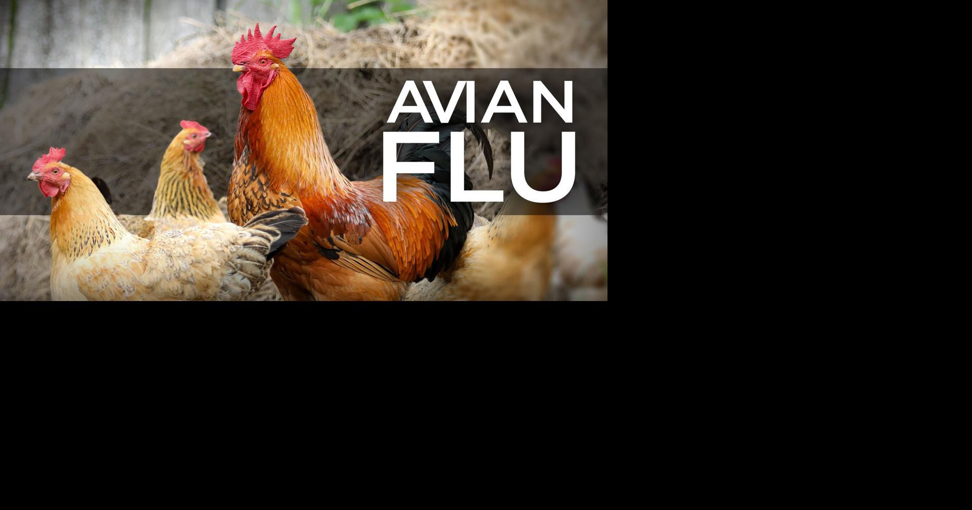 Avian flu detected in west TN commercial flock | Tennessee | local3news.com