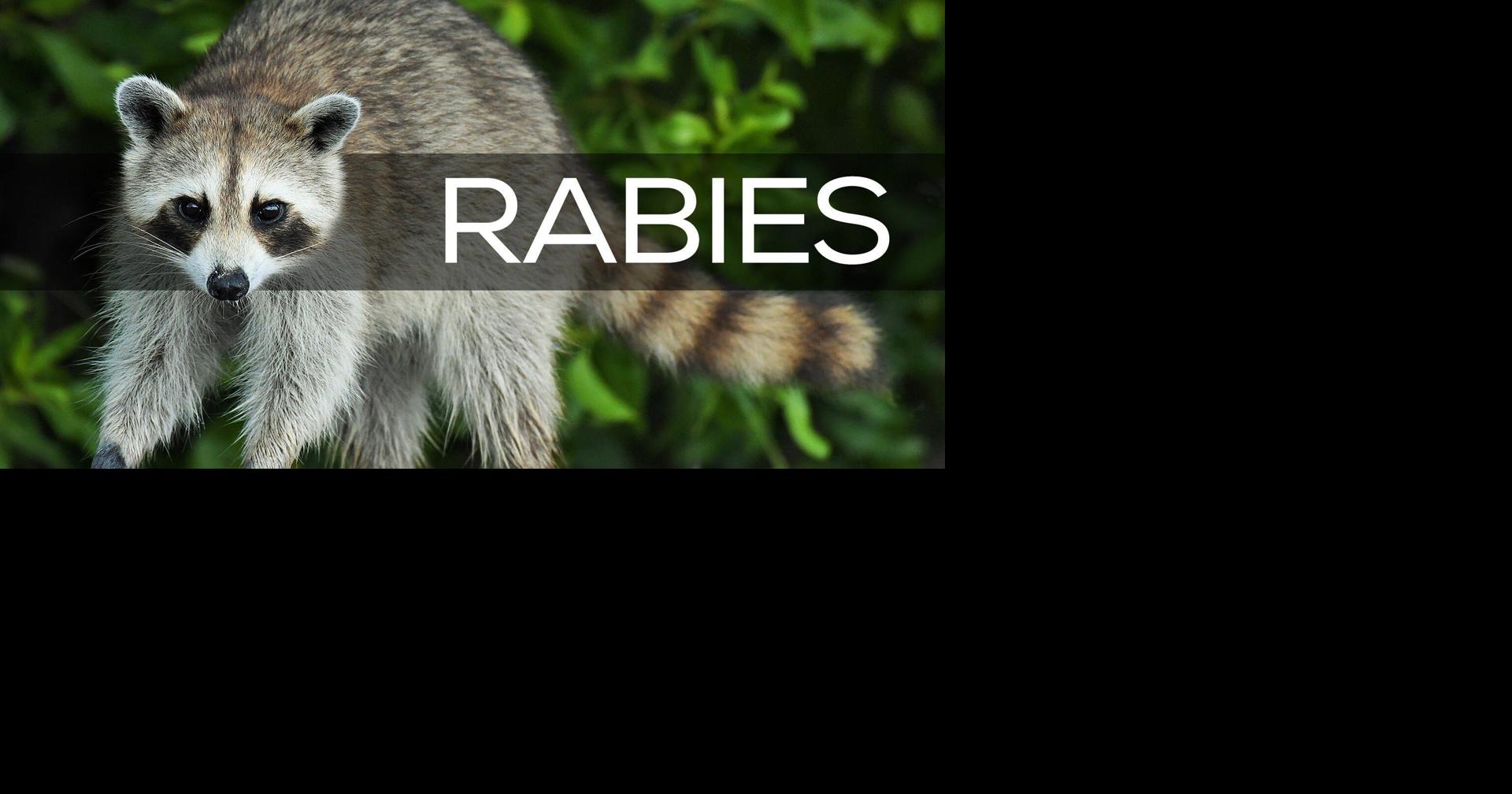 Georgia man bitten by rabid raccoon while attempting to 'rescue' it