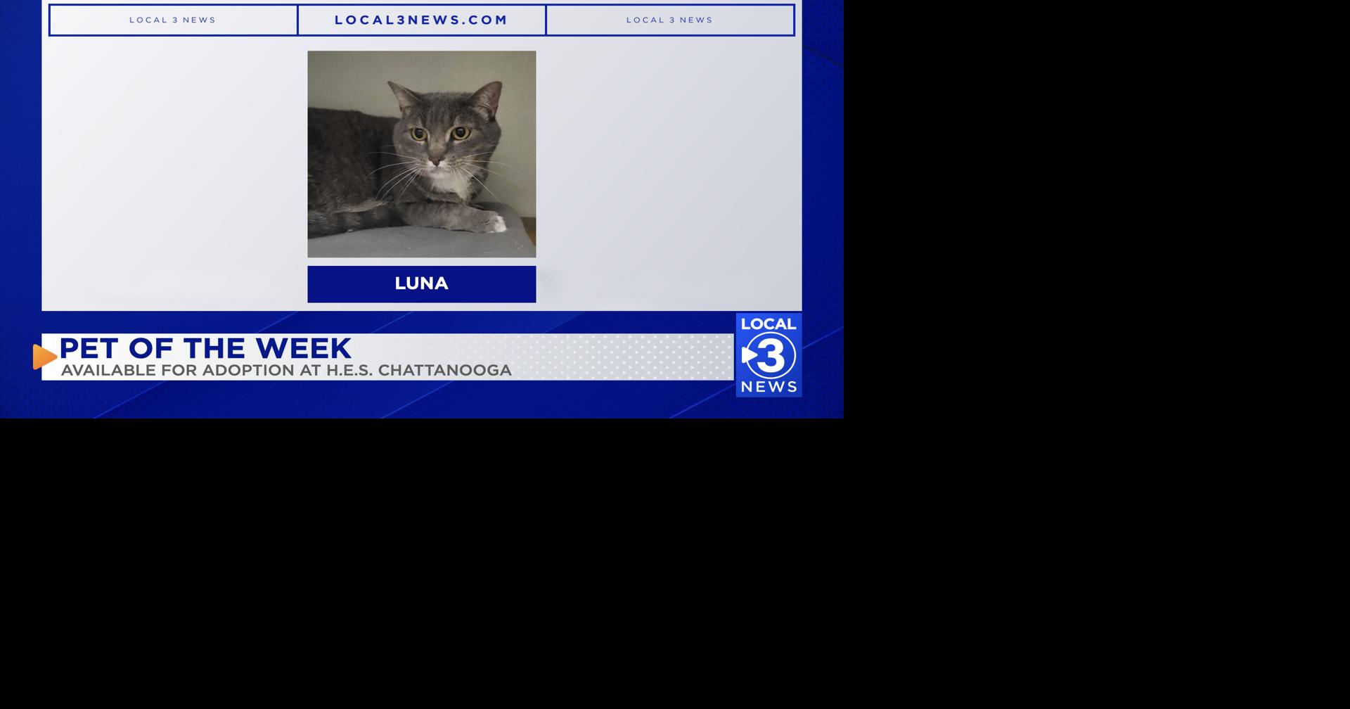 Luna the cat up for adoption at Humane Educational Society of Chattanooga
