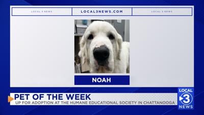 Noah the dog up for adoption at the Humane Educational Society of Chattanooga