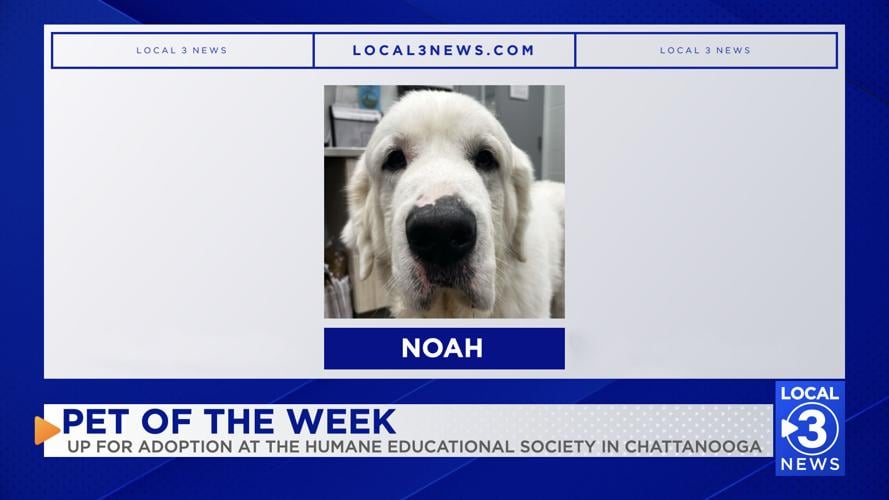 Noah the dog up for adoption at the Humane Educational Society of Chattanooga