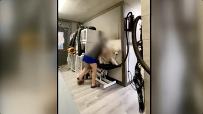 Dog groomer fired after videos show her punching, slapping customers’ pets