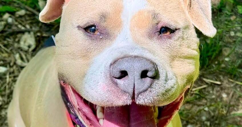 HEC still has hundreds of animals after adoption numbers drop in July