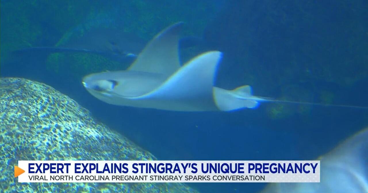 Expert explains North Carolina stingray's unique pregnancy - Vimarsana News