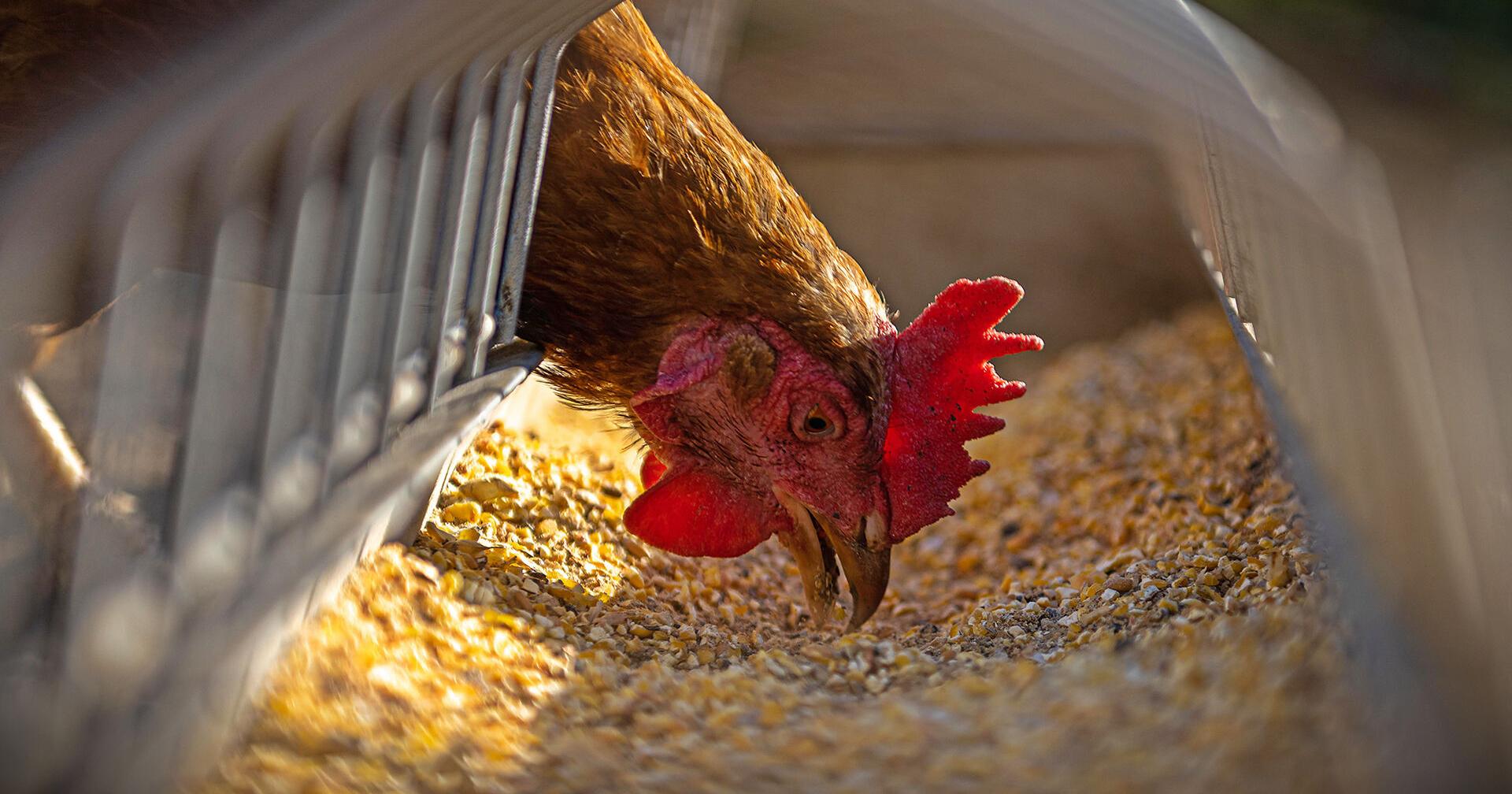 FACT FOCUS: Egg shortage breeds chicken-feed conspiracies - Vimarsana News