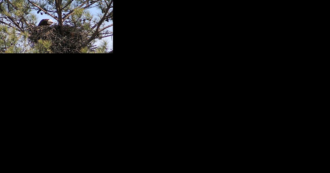 Exciting Updates on the Berry College Eagles! | Local News - Vimarsana News