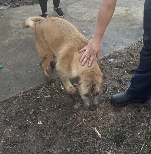 Chattanooga Firefighters Rescue Dog Stuck in Drain Pipe | Local News ...