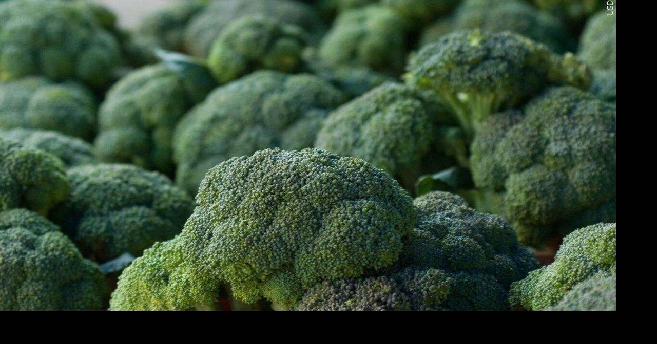 Broccoli seeds recalled over possible Salmonella contamination