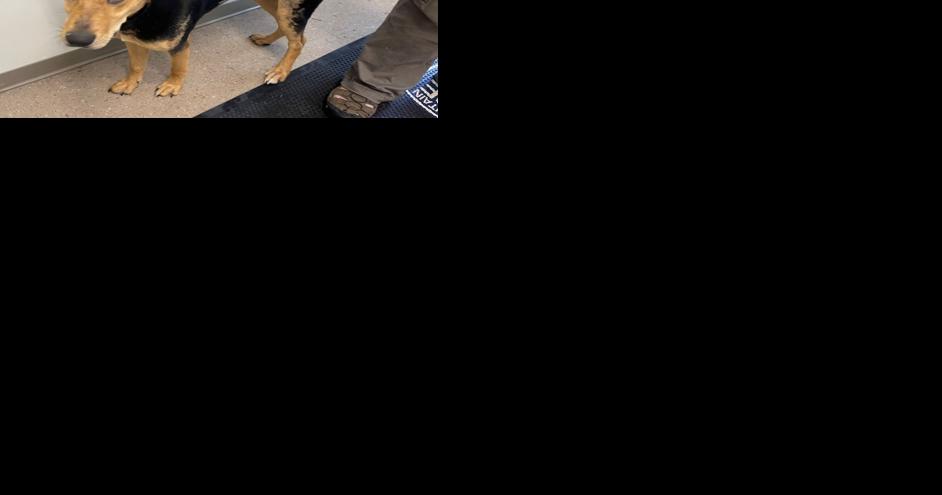 Missing dog on Signal Mountain found near Timberlinks and Hathaway - Vimarsana News