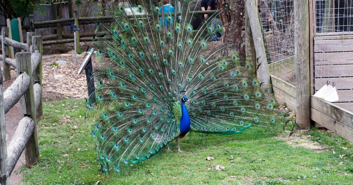 Chattanooga Zoo offering free admission to seniors on October 1