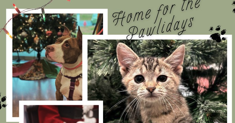 Home for the Pawlidays Event by Humane Educational Society | Local News ...