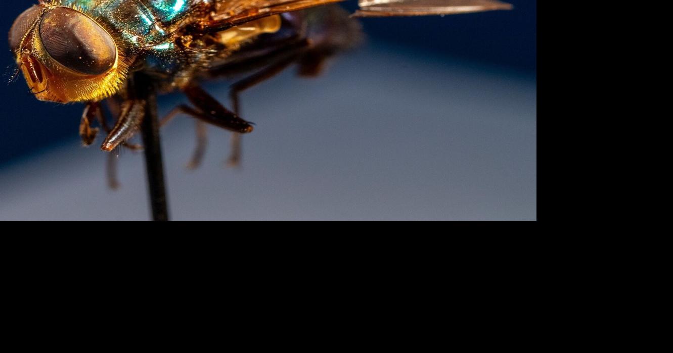 Here’s why the US plans to breed millions of flies and drop them from planes